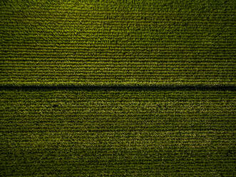 Luftaufnahme von oben von abstrakten landwirtschaftlichen Maisfeldern, Niederlande. - AAEF04443