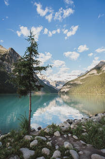 Immergrüner Baum am Ufer des Lake Louise in Banff, Alberta, Kanada. - CAVF63350