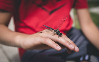 Close up of a dragonfly on the back of a young boy's hand. - CAVF63373