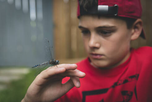 Close up of boy examining a dragonfly that he is holding on his hand. - CAVF63374
