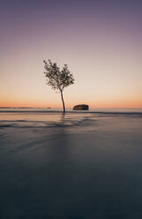 Long exposure of lone tree and a rock in the water on Lake Ontario. - CAVF63377