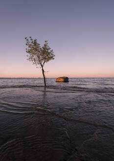 Einzelner Baum im Wasser am Ufer des Ontariosees bei Sonnenaufgang. - CAVF63379