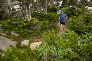 Männerpfad führt an Nadelbäumen vorbei in der Indian Peaks Wilderness, Colorado - CAVF63398