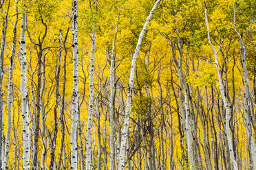Aspenwald (Populus tremuloides) in Herbstfärbung in Vail, Colorado - CAVF63427