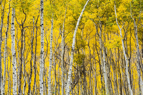 Aspenwald (Populus tremuloides) in Herbstfärbung in Vail, Colorado - CAVF63427