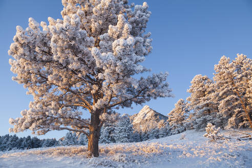 Kiefer und Flatirons im Schnee bei Sonnenaufgang über Boulder, Colorado - CAVF63439