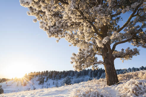 Tannenbaum und verschneite Wiesen bei Sonnenaufgang über Boulder, Colorado - CAVF63440