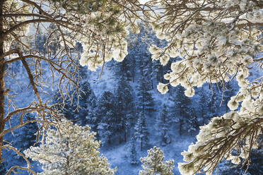 Schneebedeckte Hänge und Bäume, umrahmt von Ponderosa-Kiefernzweigen - CAVF63441