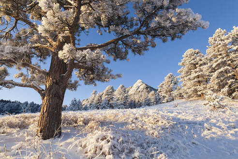 Kiefer und Flatirons im Schnee bei Sonnenaufgang über Boulder, Colorado - CAVF63444