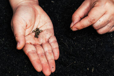 Farmers for seed cannabis seeding - CAVF63570