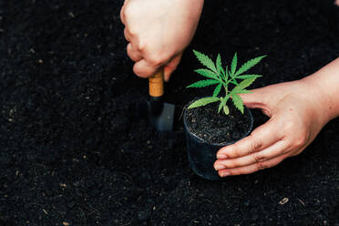 Cultivating fertilizing seedling, marijuana Earth Day is environ - CAVF63572