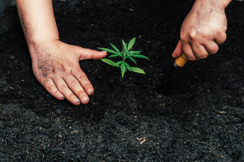 Die Hand hält sanft die reiche Erde für seine Marihuana-Pflanzen, lizenzfreies Stockfoto