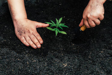 Hand gently holding rich soil for his marijuana plants - CAVF63575