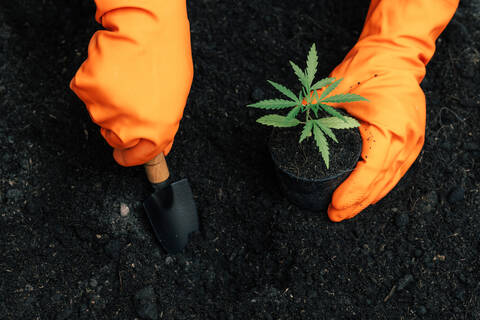 Anbau von Marihuana zu medizinischen Zwecken in Innenräumen, lizenzfreies Stockfoto