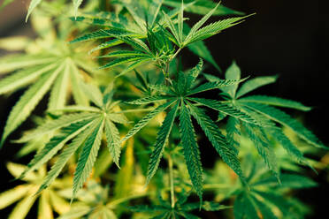 Marihuana Blätter, Hanf, Indica, natürliche Bokeh Hintergrund - CAVF63579