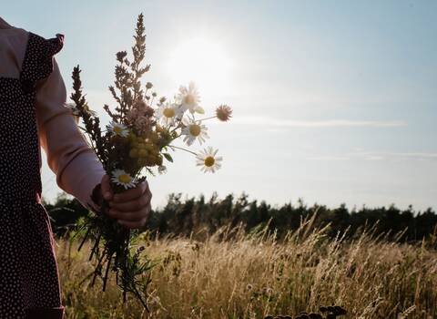 Junge Mädchen Hand hält wilde Blumen auf einer Wiese bei Sonnenuntergang, lizenzfreies Stockfoto