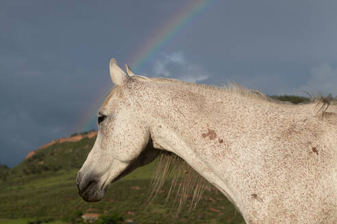 Pferd im Feld stehend mit Regenbogen hinter ihm - CAVF63676