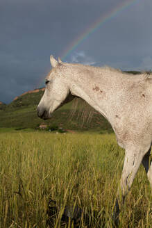 Seitenansicht eines Pferdes mit Regenbogen auf einem Feld - CAVF63679