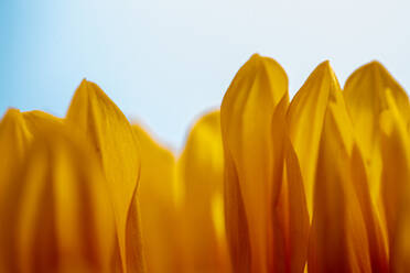 Close up of sunflower petals standing up - CAVF63684