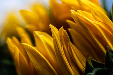 Nahaufnahme einer Sonnenblume mit geschlossenen Blütenblättern - CAVF63686