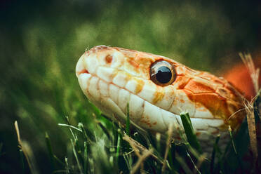 Neugierige Schlange im Gras schaut in die Kamera - CAVF63849