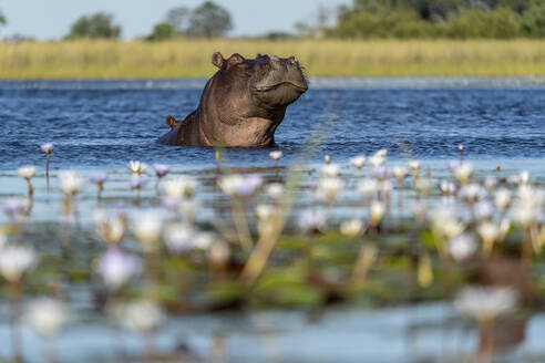 Nilpferd im Wasser mit Seerosen im Vordergrund - CAVF63931