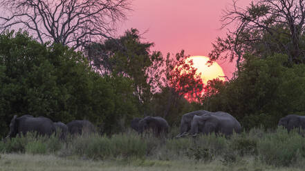 Eine Gruppe von Elefanten spaziert im letzten Licht des Tages - CAVF63935