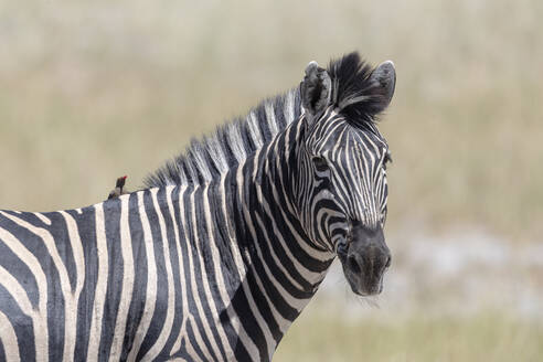 Ein Zebra unter der Sonne mit einem Vogel auf dem Rücken schaut in unsere Richtung - CAVF63937