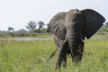 An elephant feeds on grass in a marsh in the Okavango Delta - CAVF63941