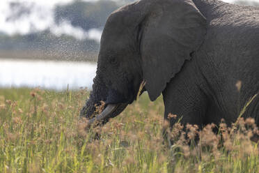 Ein Elefant ernährt sich von Gras in einem Feuchtgebiet - CAVF63942