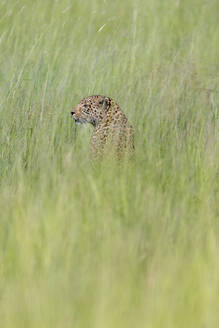 Ein Leopard sitzt im Gras und schaut sich um - CAVF63947