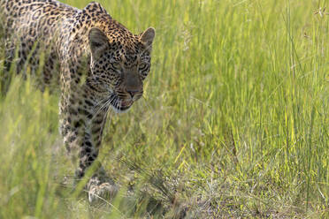 An einem schönen sonnigen Tag patrouilliert ein Leopard in seinem Revier - CAVF63948