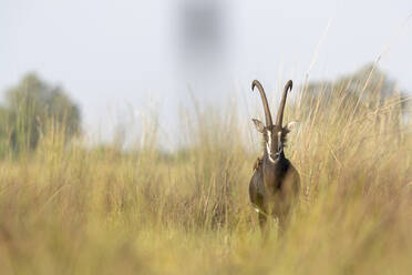 Eine Rappenantilope steht im hohen Gras und schaut in unsere Richtung - CAVF63949