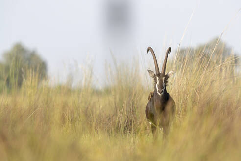 Eine Rappenantilope steht im hohen Gras und schaut in unsere Richtung - CAVF63949