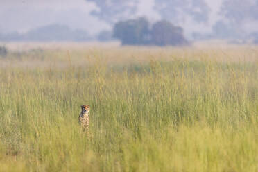 Ein Gepard sitzt im hohen Gras - CAVF63956