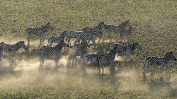 Luftaufnahme einer Gruppe von Zebras, die in Bewegung Staub aufwirbeln - CAVF63957