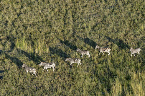 Luftaufnahme einer Gruppe von Zebras in der Savanne - CAVF63958