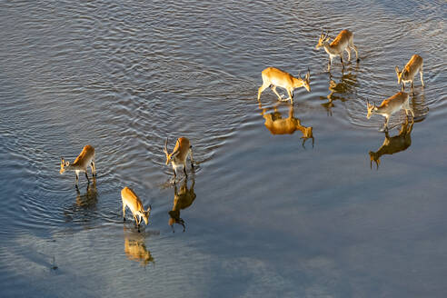 Luftaufnahme von Antilopen, die im Wasser laufen, im Morgenlicht - CAVF63959