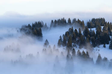 Verschneite Bäume auf einem Hügel im Morgenlicht, in Nebel getaucht - CAVF63963