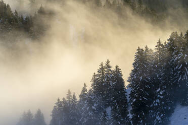 Snowy trees on a hill in the morning golden light, bathed in fog - CAVF63964