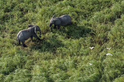Luftaufnahme von Elefanten, die sich in der Savanne gegenüberstehen - CAVF63965