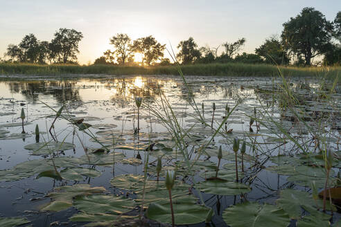 Sonnenaufgang an einem Fluss mit Seerosen im Vordergrund - CAVF64013