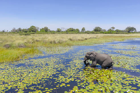 An einem sonnigen Tag überquert ein Elefant einen Fluss in Botswana - CAVF64015