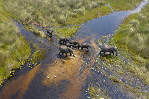 Eine Gruppe von Elefanten überquert einen kleinen Fluss - CAVF64020