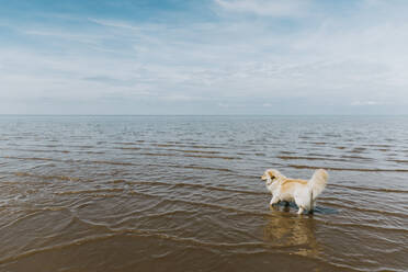 Niedlicher Hund paddelt im Meer gegen einen bewölkten Himmel - CAVF64040