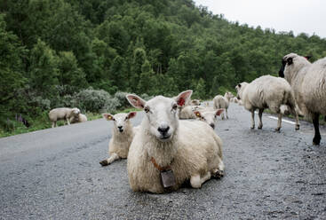 Schafe, die mitten auf einer Straße im Wald in Norwegen liegen - CAVF64096