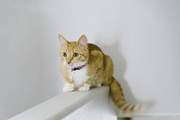 Orange tabby cat sitting on a ledge in a house. - CAVF64168
