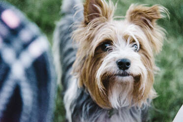 Nahaufnahme eines Yorkshire Terriers mit Blick. - CAVF64178