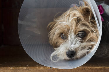 Yorkshire Terrier nach einem Tierarztbesuch mit Kegel auf dem Kopf. - CAVF64179