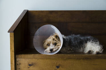 Full view of a Yorkshire Terrier laying on a bench with a vet cone on. - CAVF64184